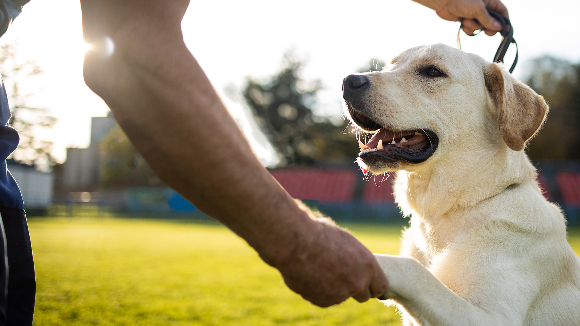 奈良県磯城郡の犬のしつけ・訓練・ホテル・老犬ホーム・ペットシッター「関西ドッグスクール」