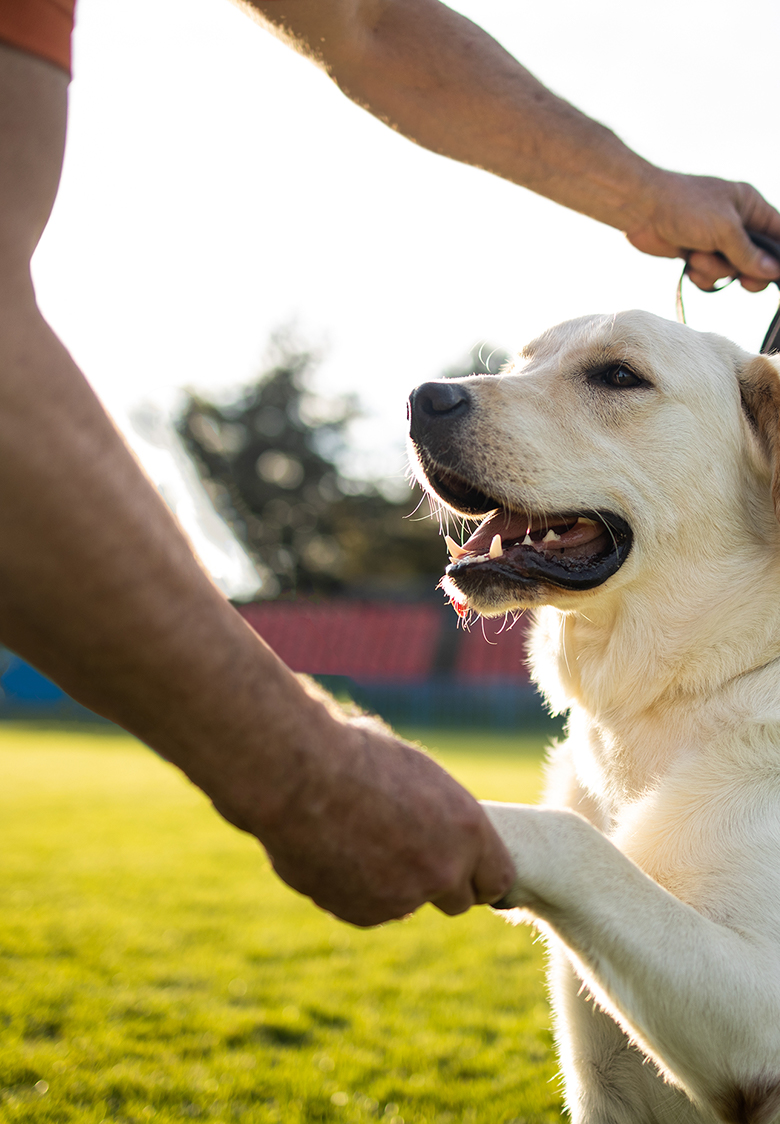 奈良県磯城郡の犬のしつけ・訓練・ホテル・老犬ホーム・ペットシッター「関西ドッグスクール」