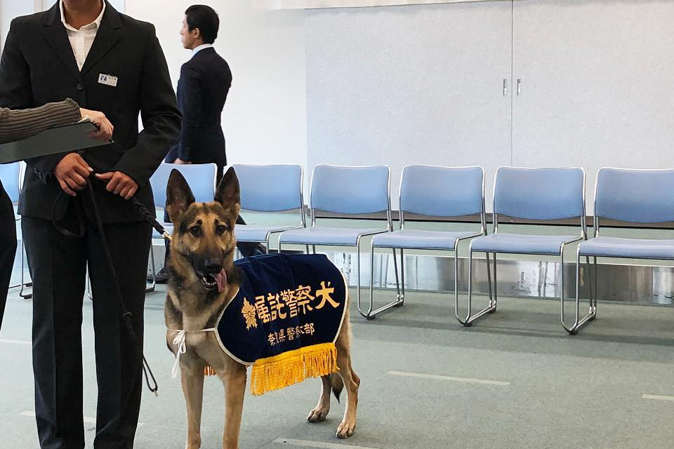 関西ドッグスクールの警察犬訓練